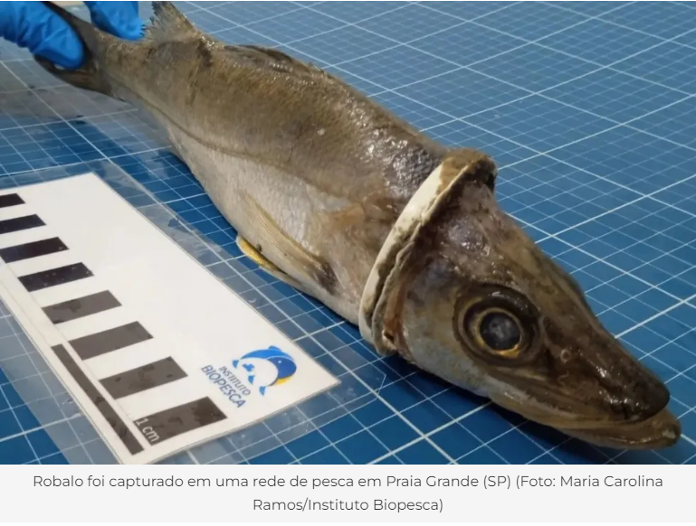 ROBALO É PESCADO COM LACRE PRESO NA CABEÇA