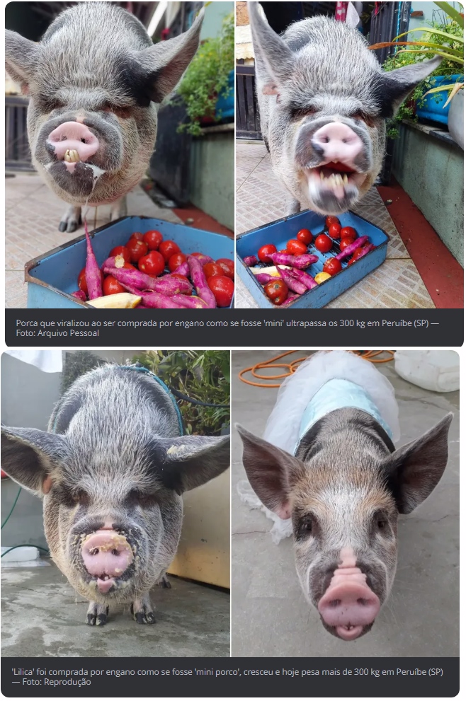 Porca comprada 'por engano' é criada como animal de estimação em Peruíbe