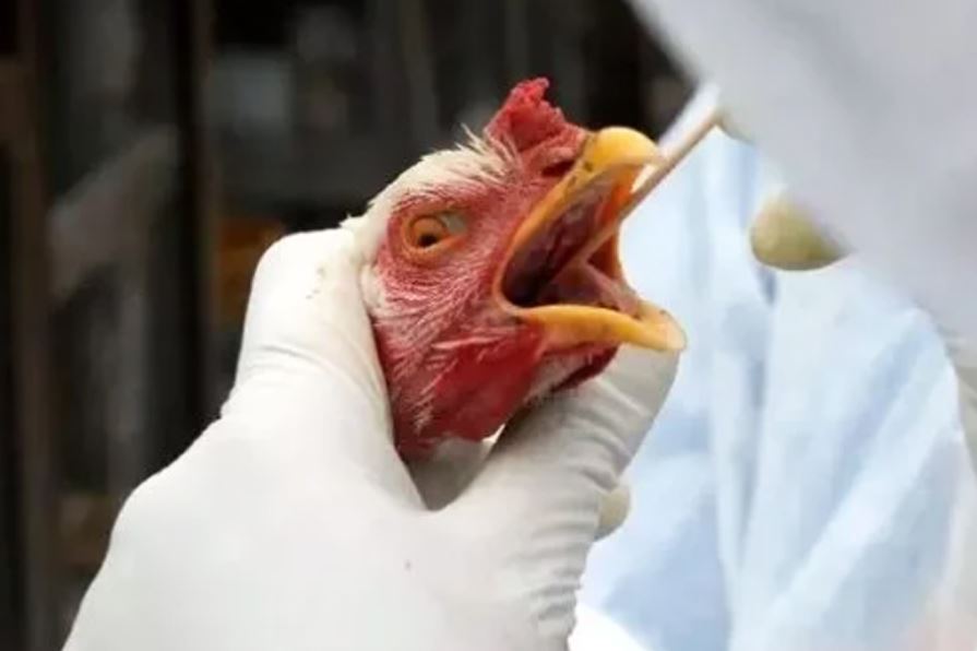 Instalação de estabelecimentos avícolas é suspensa na região após casos de gripe aviária