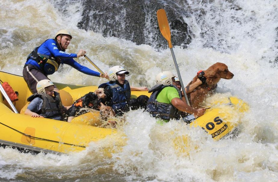 Três cidades da região integram o Guia Pet Friendly de SP; confira