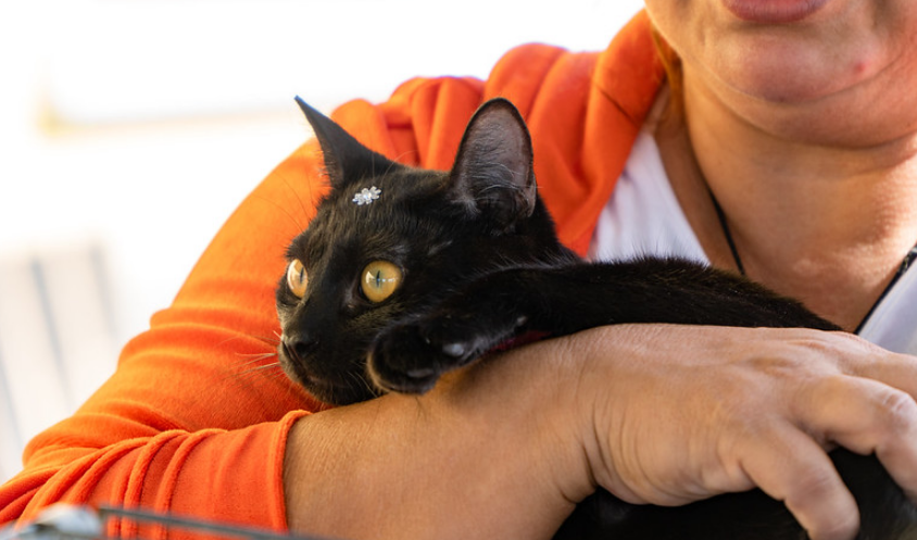 Mais de 80 pets estão em busca de um novo lar em Bertioga