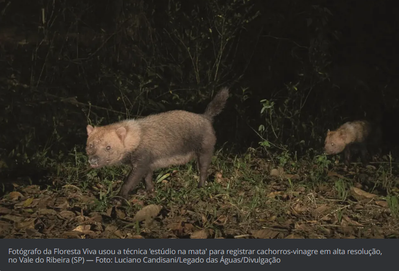 No Vale do Ribeira acontece aparição raríssima de cachorros-vinagre, espécie ameaçada de extinção